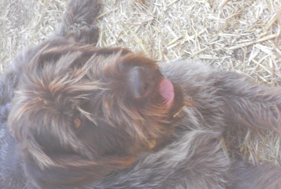 Verdwijningsalarm Hond  Mannetje , 5 jaar Saint-Maudan Frankrijk