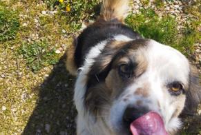 Verdwijningsalarm Hond  Mannetje , 10 jaar Champdôtre Frankrijk