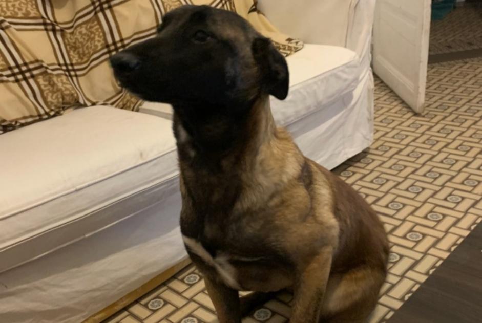Verdwijningsalarm Hond  Vrouwtje , 3 jaar Nice Frankrijk