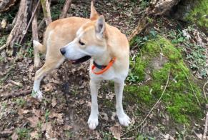 Verdwijningsalarm Hond rassenvermenging Mannetje , 1 jaar Saint-Cloud Frankrijk