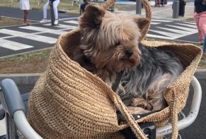 Verdwijningsalarm Hond  Mannetje , 15 jaar Chantemerle-lès-Grignan Frankrijk