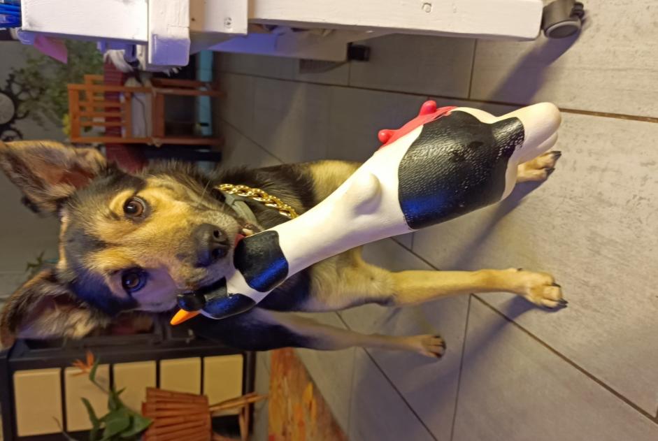 Verdwijningsalarm Hond rassenvermenging Mannetje , 2 jaar Guissény Frankrijk