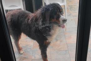 Ontdekkingsalarm Hond  Onbekend Parc-d'Anxtot Frankrijk