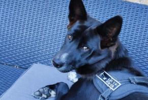 Verdwijningsalarm Hond rassenvermenging Vrouwtje , 2 jaar Coux-et-Bigaroque-Mouzens Frankrijk