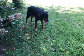 Ontdekkingsalarm Hond Onbekend Servaville-Salmonville Frankrijk