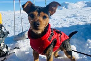 Verdwijningsalarm Hond rassenvermenging Mannetje , 3 jaar Bergerac Frankrijk