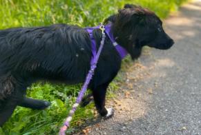 Verdwijningsalarm Hond rassenvermenging Vrouwtje , 1 jaar Reims Frankrijk