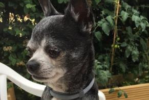 Verdwijningsalarm Hond  Mannetje , 7 jaar Villeneuve-Saint-Salves Frankrijk