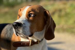 Verdwijningsalarm Hond  Vrouwtje , 4 jaar Rochefort-en-Yvelines Frankrijk