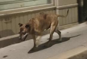 Ontdekkingsalarm Hond rassenvermenging Mannetje Saint-Étienne Frankrijk