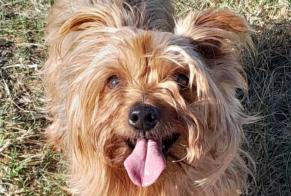 Verdwijningsalarm Hond  Vrouwtje , 7 jaar Villeneuve-de-la-Raho Frankrijk