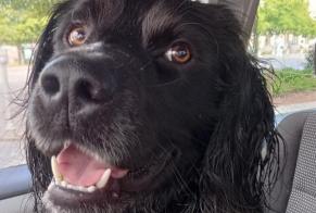 Verdwijningsalarm Hond  Mannetje , 1 jaar Marainviller Frankrijk