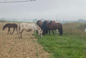 Ontdekkingsalarm Paard Onbekend Mascaraàs-Haron Frankrijk