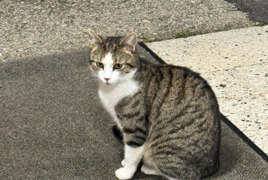 Verdwijningsalarm Kat Mannetje , 1 jaar Neuchâtel Zwitserland