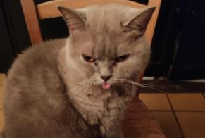Verdwijningsalarm Kat  Mannetje , 2 jaar Limoges Frankrijk