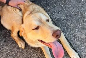 Ontdekkingsalarm Hond rassenvermenging Mannetje Sarrola-Carcopino Frankrijk