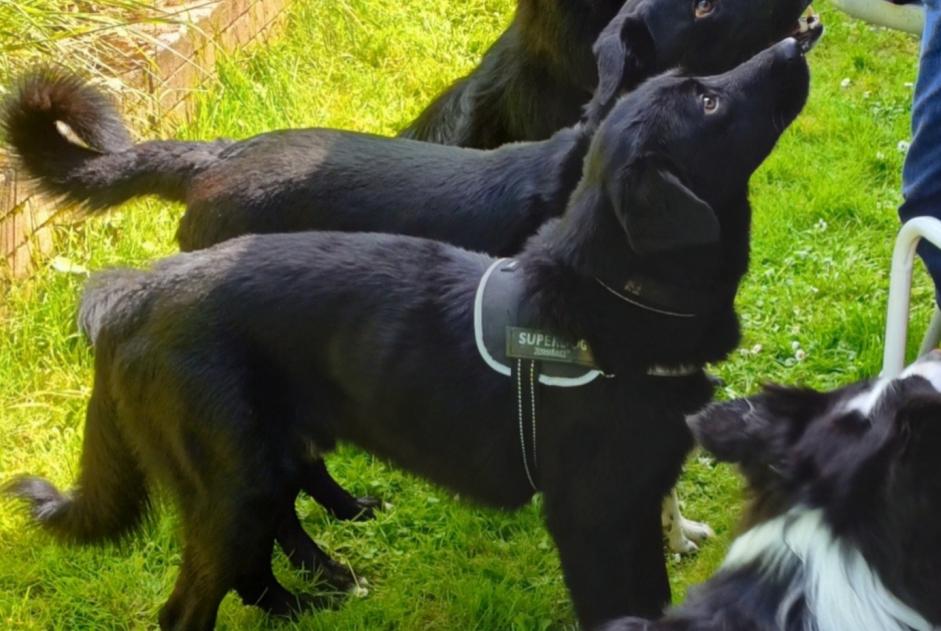 Verdwijningsalarm Hond rassenvermenging Mannetje , 4 jaar Huilly-sur-Seille Frankrijk