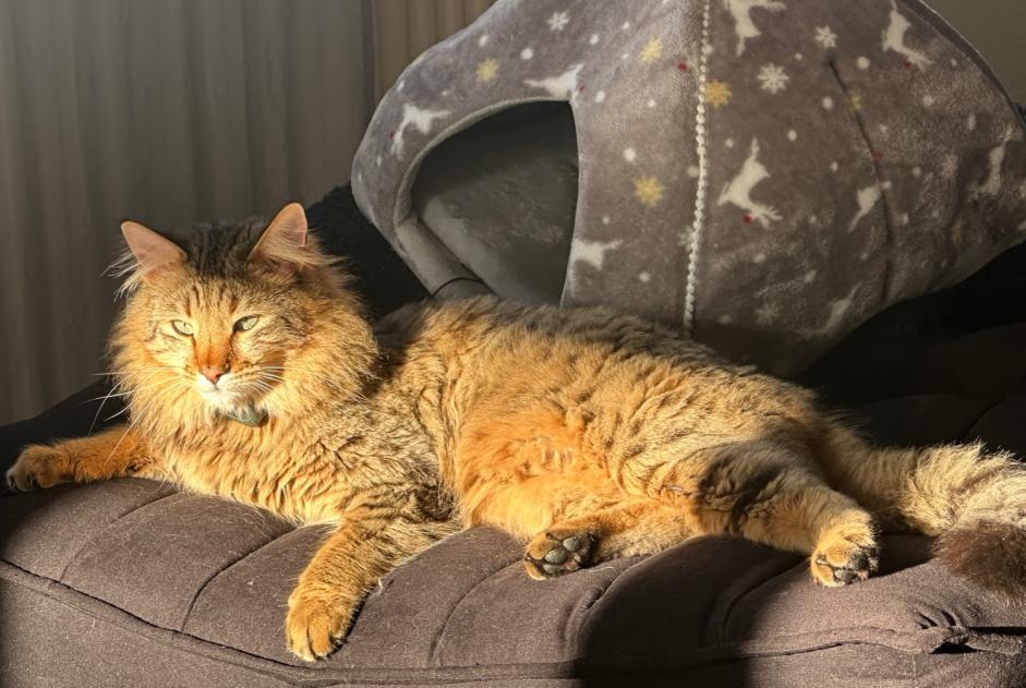 Verdwijningsalarm Kat  Mannetje , 3 jaar Cheyres-Châbles Zwitserland