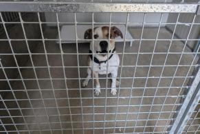 Ontdekkingsalarm Hond rassenvermenging Mannetje Vitré Frankrijk