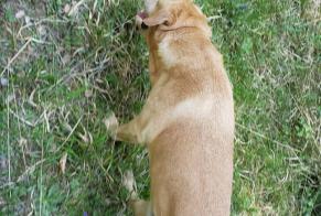 Ontdekkingsalarm Hond  Mannetje Pierre-Percée Frankrijk