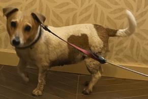Ontdekkingsalarm Hond  Vrouwtje Estinnes België