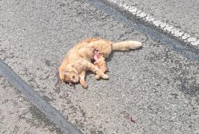 Ontdekkingsalarm Kat Onbekend Moulis Frankrijk