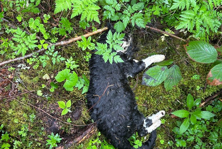 Ontdekkingsalarm Kat  Onbekend La Chaux-du-Milieu Zwitserland