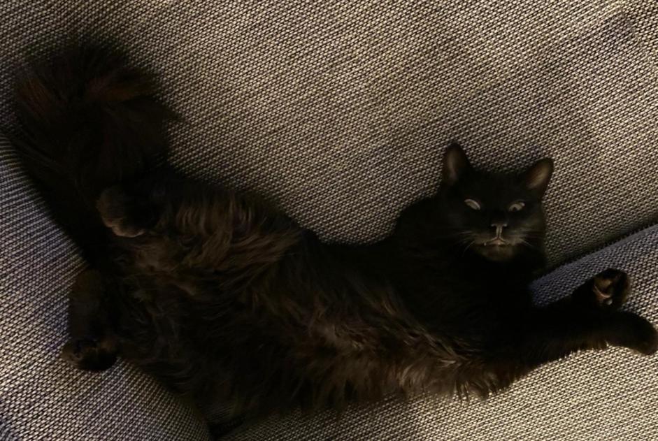 Verdwijningsalarm Kat Mannetje , 7 jaar Cortaillod Zwitserland