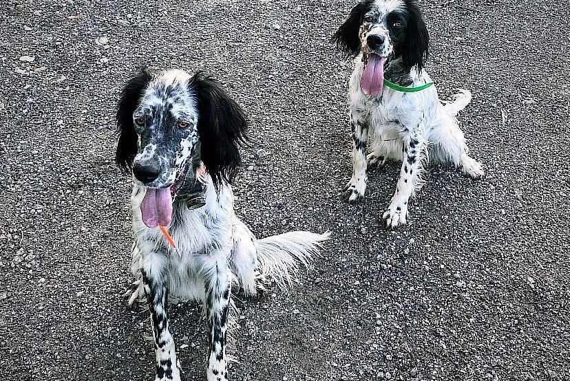 Verdwijningsalarm Hond  Mannetje , 2 jaar Urcuit Frankrijk