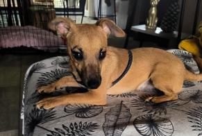 Ontdekkingsalarm Hond rassenvermenging Mannetje Fauverney Frankrijk