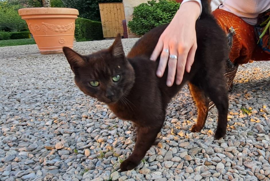 Ontdekkingsalarm Kat Mannetje Val-Suzon Frankrijk