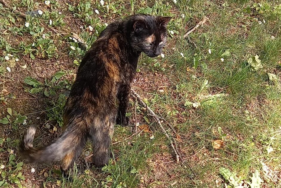 Ontdekkingsalarm Kat Vrouwtje , 1 jaar Les Ponts-de-Cé Frankrijk