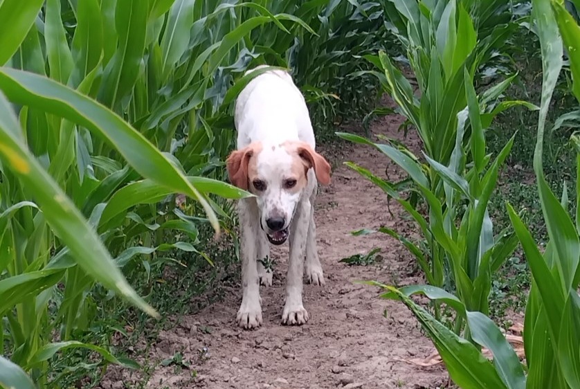 Ontdekkingsalarm Hond rassenvermenging Mannetje Plélauff Frankrijk