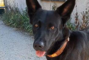 Ontdekkingsalarm Hond rassenvermenging Vrouwtje Faramans Frankrijk
