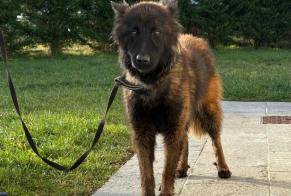 Ontdekkingsalarm Hond Mannetje Plasne Frankrijk