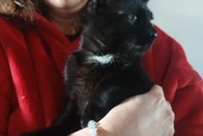 Ontdekkingsalarm Kat Mannetje Coursan Frankrijk