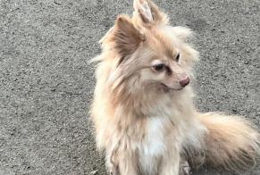 Ontdekkingsalarm Hond Onbekend Lille Frankrijk