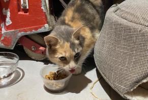 Ontdekkingsalarm Kat Onbekend Saint-Hilaire-de-Brens Frankrijk