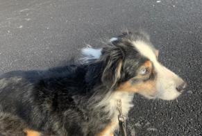 Verdwijningsalarm Hond  Vrouwtje , 7 jaar Eraines Frankrijk