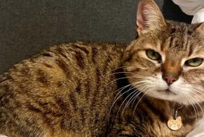 Verdwijningsalarm Kat rassenvermenging Vrouwtje , 17 jaar Le Breuil-en-Auge Frankrijk