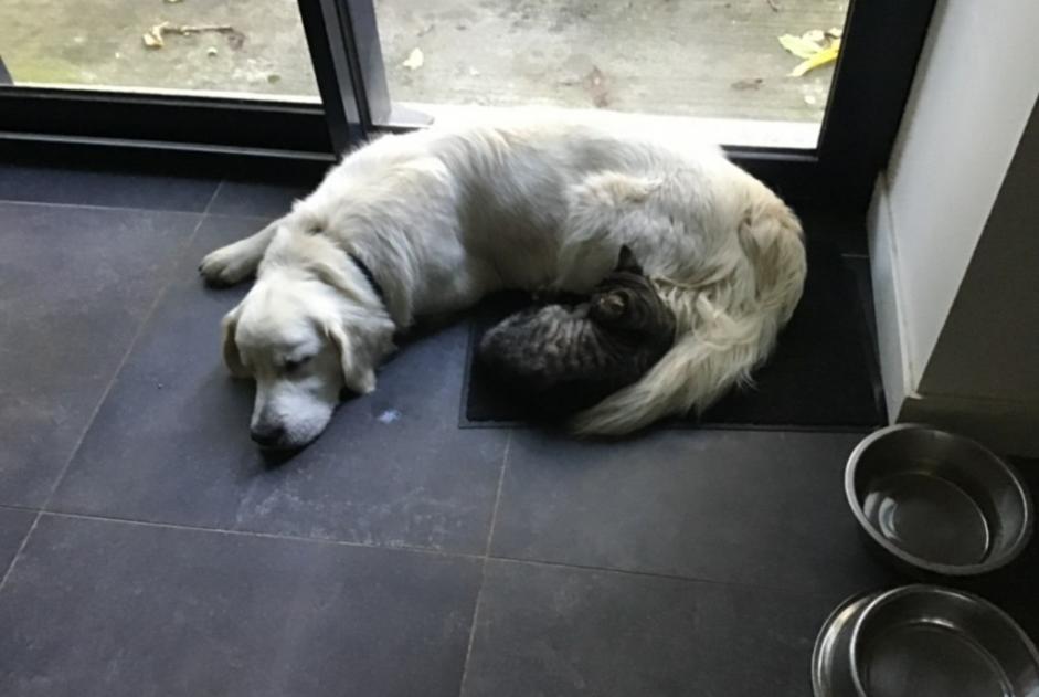 Hond Vermist in Saint-Barthélemy-d'Anjou (Maine-et-Loire, Frankrijk)  - Verdwijning Pet Alert melding nr. 362999