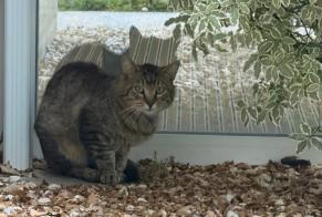 Ontdekkingsalarm Kat Onbekend Saujon Frankrijk
