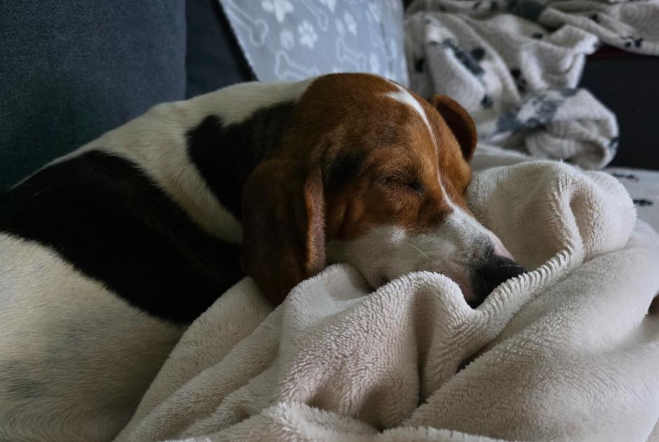 Hond Gevonden in Le Chêne (Aube, Frankrijk)  - Ontdekking Pet Alert melding nr. 367767