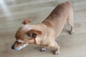 Ontdekkingsalarm Hond rassenvermenging Vrouwtje Annemasse Frankrijk