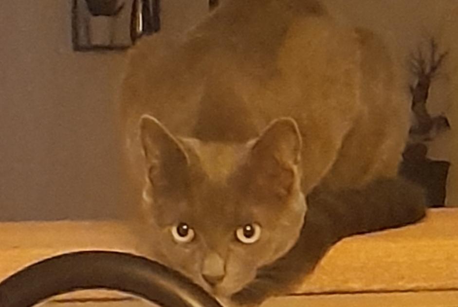 Kat Vermist in Lassigny (Oise, Frankrijk)  - Verdwijning Pet Alert melding nr. 375667