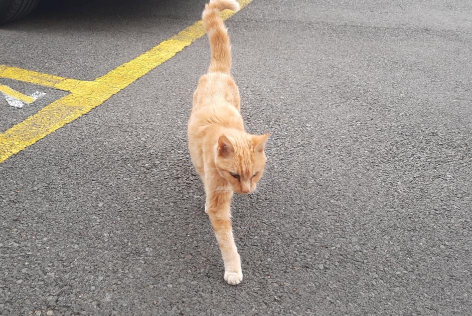 Kat Gevonden in Chavornay (Vaud, Zwitserland)  - Ontdekking Pet Alert melding nr. 377995