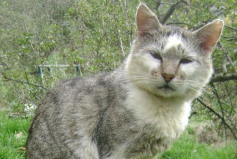 Alerta desaparecimento Gato Macho , 16 anos Magnat-l'Étrange France