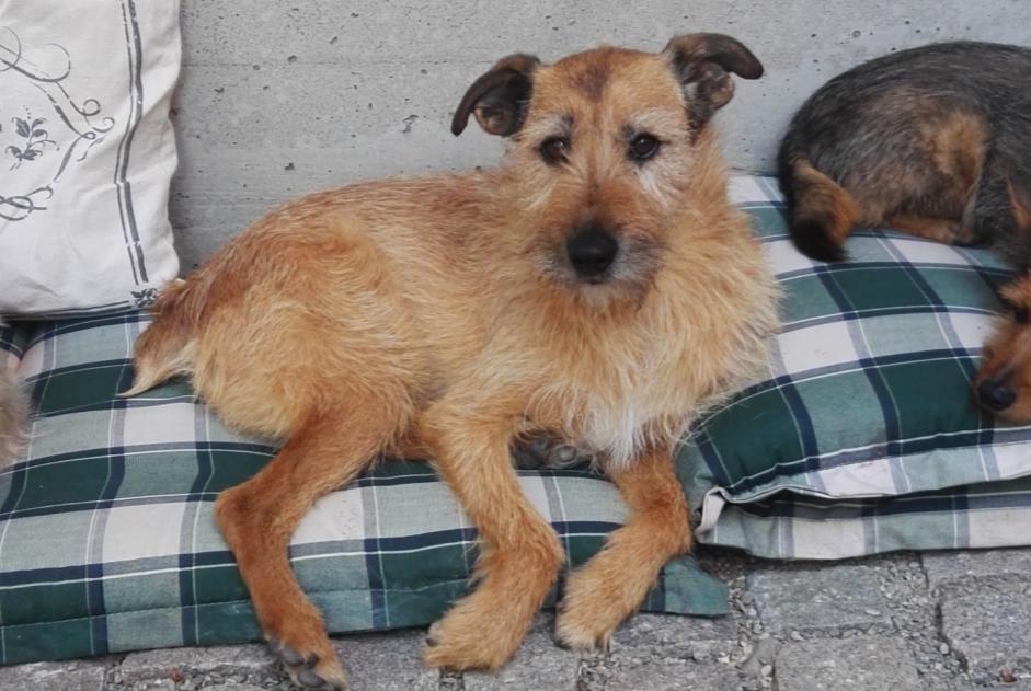 Alerta desaparecimento Cão cruzamento Macho , 14 anos Kunheim France