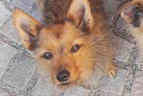 Alerta desaparecimento Cão cruzamento Fêmea , 15 anos Kunheim France