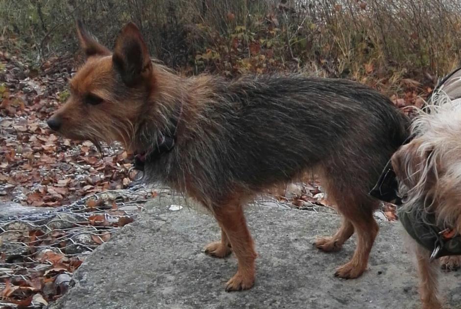 Alerta desaparecimento Cão cruzamento Fêmea , 17 anos Kunheim France